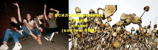 стаф Магас